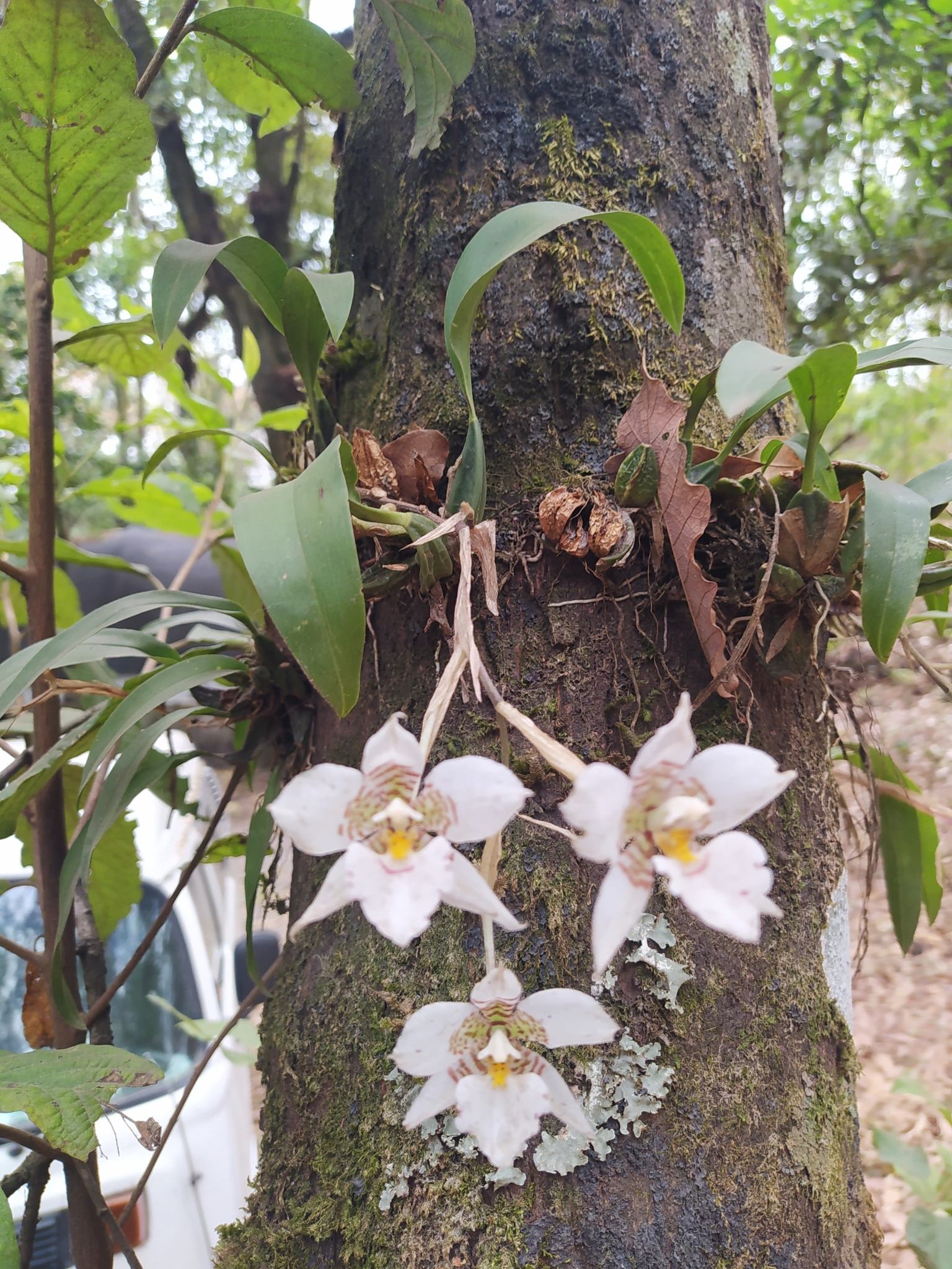 Rhynchostele cervantesii